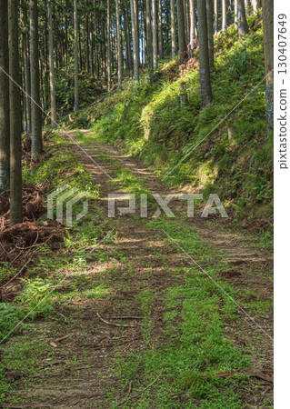 穿過針葉林的小路,滋賀縣高島市久月市 穿過針葉林的小路,滋賀縣高島市久月市 130407649