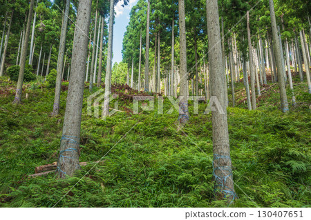 Coniferous forest in Kutsuki, Takashima City, Shiga Prefecture 130407651
