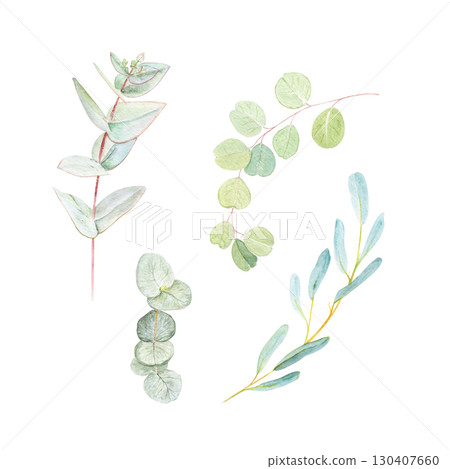 Eucalyptus branches set isolated on white. Hand-painted watercolor botanical illustration, perfect for wedding invitations, eco-friendly packaging, textile design, cosmetic branding, wrapping paper Eucalyptus branches set isolated on white. Hand-painted watercolor botanical illustration, perfect for wedding invitations, eco-friendly packaging, textile design, cosmetic branding, wrapping paper 130407660