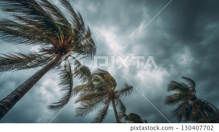 Palm trees swaying under stormy, dark skies, strong winds, tropical cyclone 130407702