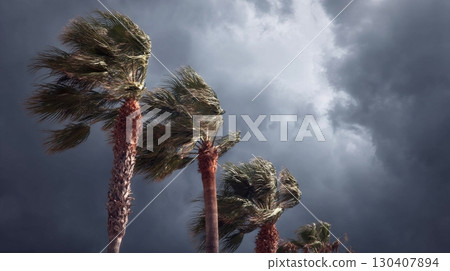 Windy stormy weather with palm trees swaying under dark cloudy skies 130407894