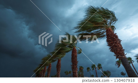 Palm trees swaying fiercely under dark stormy sky in strong winds 130407918