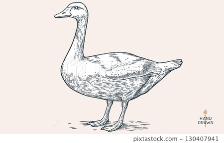 Goose. Hand drawn farm bird, poultry, goose. Vintage retro print, black white goose, poultry, sketch ink pencil style drawing, engrave. Sketch artwork silhouette head farm bird. Vector Illustration 130407941