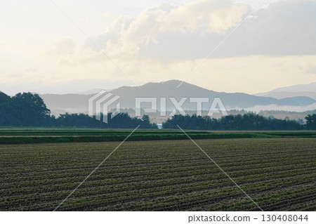 Field after harvest 130408044
