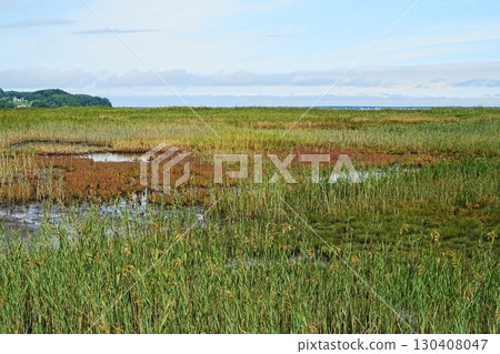 Coral Grass in Kerochi 130408047