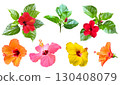 Hibiscus flower cutout (transparent background) 130408079