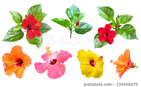 Hibiscus flower cutout (transparent background) Hibiscus flower cutout (transparent background) 130408079