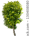 Small tree cutout (transparent background) 130408080