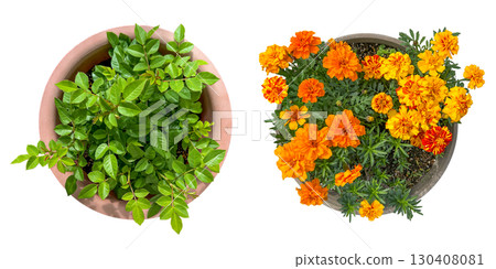 Rose leaves and marigold flowers cutout (transparent background) 130408081