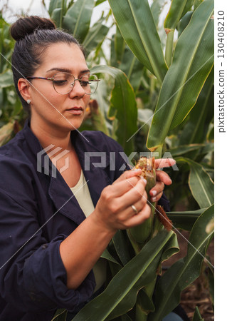 Agricultural researcher inspecting corn cob in cultivated field 130408210