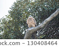 A black kite perched on a striking tree 130408464