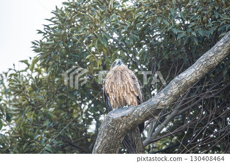A black kite perched on a striking tree A black kite perched on a striking tree 130408464
