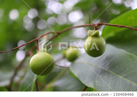 無患子樹的綠色果實 130408466