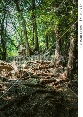 陽光透過樹木縫隙灑在健行步道上 130408512