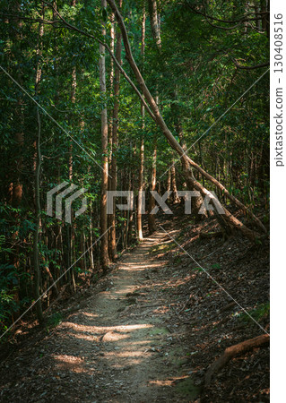 陽光透過樹木縫隙灑在健行步道上 130408516