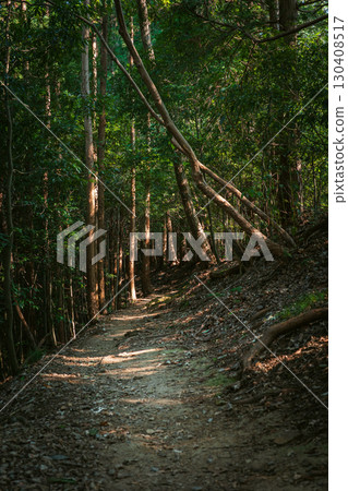 陽光透過樹木縫隙灑在健行步道上 130408517