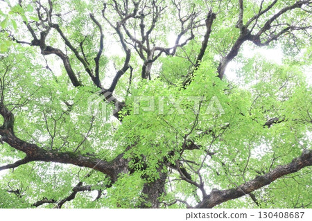 Camphor tree leaves and branches seen from below Camphor tree leaves and branches seen from below 130408687