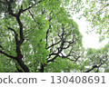 Camphor tree leaves and branches seen from below 130408691