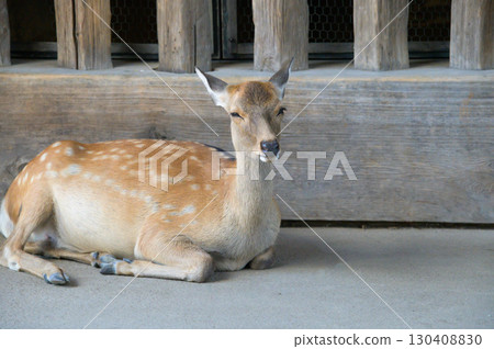Deer standing at the Niomon Gate of Todaiji Temple Deer standing at the Niomon Gate of Todaiji Temple 130408830