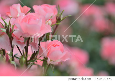 Rose flowers I saw in my neighborhood 130409560