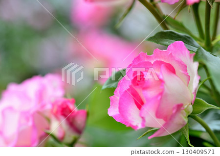 Rose flowers I saw in my neighborhood 130409571