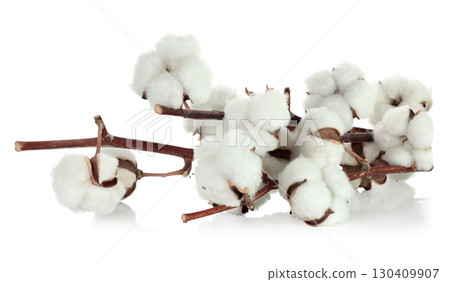 Cotton tree branch with cotton flowers resembling soft wool, isolated on transparent background, full focus stacking for sharp detail and texture 130409907