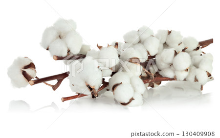 Cotton tree branch with cotton flowers resembling soft wool, isolated on transparent background, full focus stacking for sharp detail and texture 130409908