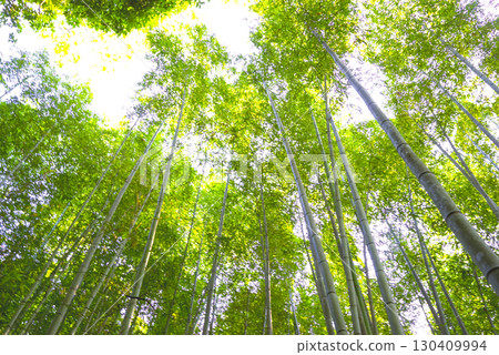京都嵐山竹林小徑的自然美景 130409994