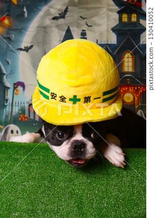 A Boston Terrier wearing a Safety First hat stares out at you with a Halloween background A Boston Terrier wearing a Safety First hat stares out at you with a Halloween background 130410052