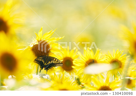 向日葵田中的燕尾蝶 130410098