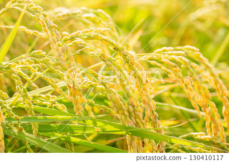 Summer rice ear 130410117