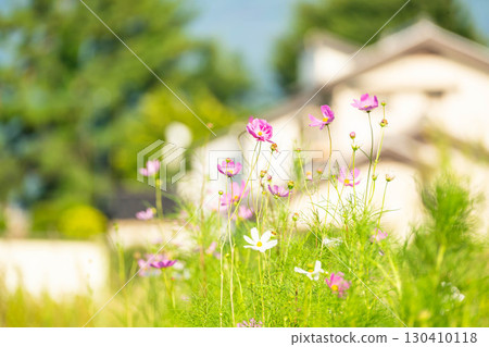 Autumn scenery of a certain year 130410118