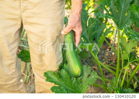 Harvested zucchini Harvested zucchini 130410120