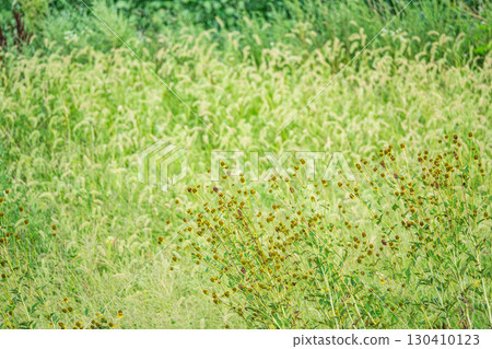  三葉鬼針草 130410123