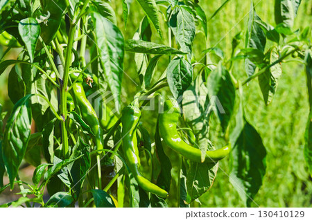 Manganji peppers from a home garden 130410129