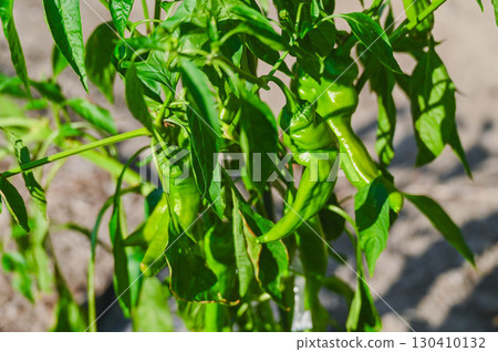 Manganji peppers from a home garden 130410132