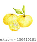 Two yellow yuzu citrus fruits with sliced half and green leaves in watercolor illustration, hand drawn clipart ideal for kitchen art, fabric design, product labels, wrapping paper and recipe cards. 130410161