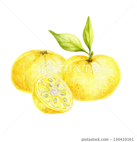 Two yellow yuzu citrus fruits with sliced half and green leaves in watercolor illustration, hand drawn clipart ideal for kitchen art, fabric design, product labels, wrapping paper and recipe cards. 130410161