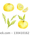 Set of whole and sliced yellow yuzu fruits with green leaves in watercolor illustration, hand drawn citrus clipart suitable for recipe cards, kitchen textiles, wrapping paper, packaging and crafts. 130410162