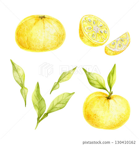 Set of whole and sliced yellow yuzu fruits with green leaves in watercolor illustration, hand drawn citrus clipart suitable for recipe cards, kitchen textiles, wrapping paper, packaging and crafts. Set of whole and sliced yellow yuzu fruits with green leaves in watercolor illustration, hand drawn citrus clipart suitable for recipe cards, kitchen textiles, wrapping paper, packaging and crafts. 130410162