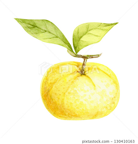 Round yellow yuzu with green leaves in watercolor illustration, hand drawn botanical citrus clipart for use in packaging, menu design, digital papers, fabric prints, recipe cards and invitations. Round yellow yuzu with green leaves in watercolor illustration, hand drawn botanical citrus clipart for use in packaging, menu design, digital papers, fabric prints, recipe cards and invitations. 130410163