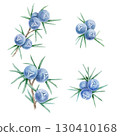 Multiple juniper berry clusters in blue with green needles in watercolor clipart, hand drawn botanical set suitable for textiles, kitchen decor, product labels, scrapbooking, digital papers and crafts 130410168