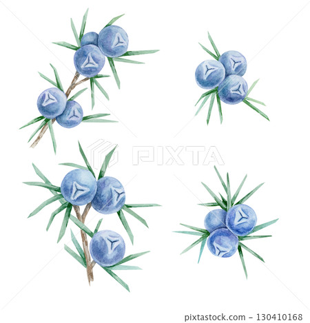 Multiple juniper berry clusters in blue with green needles in watercolor clipart, hand drawn botanical set suitable for textiles, kitchen decor, product labels, scrapbooking, digital papers and crafts Multiple juniper berry clusters in blue with green needles in watercolor clipart, hand drawn botanical set suitable for textiles, kitchen decor, product labels, scrapbooking, digital papers and crafts 130410168