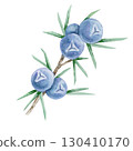 Blue juniper berries with green needles in watercolor clipart, hand drawn botanical design element perfect for packaging, fabric prints, invitations, labels, kitchen decor and digital scrapbooking. 130410170
