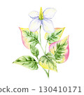 Green and pink Houttuynia cordata leaves with cluster of white flowers in watercolor clipart, hand drawn botanical element ideal for textile patterns, packaging, invitations, labels and digital papers 130410171