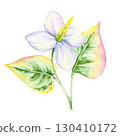 White flower with yellow center and variegated green-pink leaf of Houttuynia cordata in watercolor clipart, hand drawn botanical element perfect for recipe cards, textiles, wrapping paper and crafts. 130410172