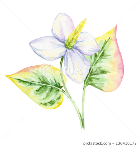 White flower with yellow center and variegated green-pink leaf of Houttuynia cordata in watercolor clipart, hand drawn botanical element perfect for recipe cards, textiles, wrapping paper and crafts. 130410172