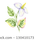Cluster of green leaves with pink tips and white flower of Houttuynia cordata in watercolor clipart, hand drawn botanical element for fabric prints, labels, packaging, wrapping paper and stationery. 130410173