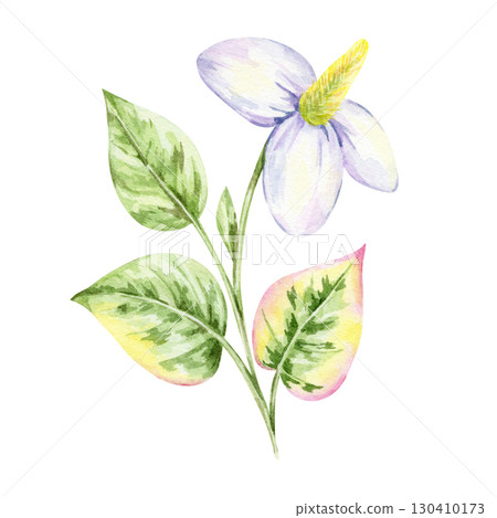 Cluster of green leaves with pink tips and white flower of Houttuynia cordata in watercolor clipart, hand drawn botanical element for fabric prints, labels, packaging, wrapping paper and stationery. Cluster of green leaves with pink tips and white flower of Houttuynia cordata in watercolor clipart, hand drawn botanical element for fabric prints, labels, packaging, wrapping paper and stationery. 130410173