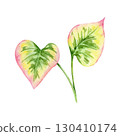 Pink-edged heart leaves of Houttuynia cordata in green shades in watercolor clipart, hand drawn botanical design for textile patterns, labels, herbal packaging, wedding stationery and digital papers. 130410174